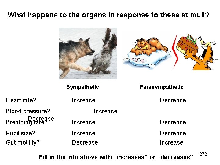 What happens to the organs in response to these stimuli? Sympathetic Heart rate? Increase