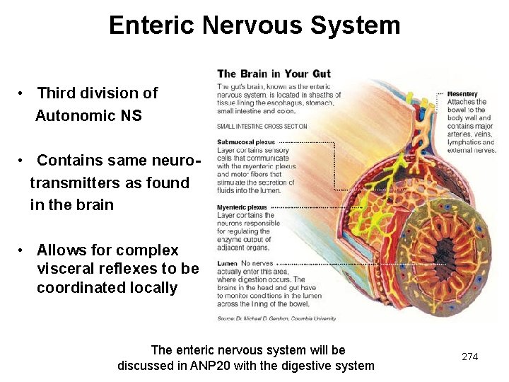 Enteric Nervous System • Third division of Autonomic NS • Contains same neurotransmitters as