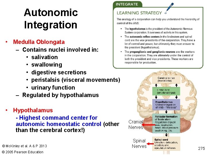 Autonomic Integration • Medulla Oblongata – Contains nuclei involved in: • salivation • swallowing