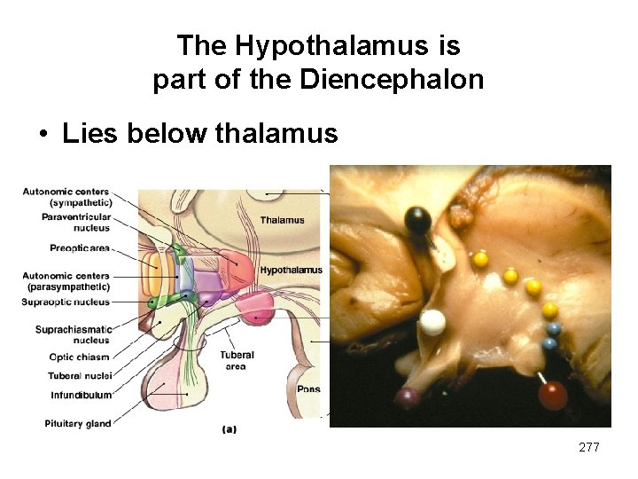 The Hypothalamus is part of the Diencephalon • Lies below thalamus 277 