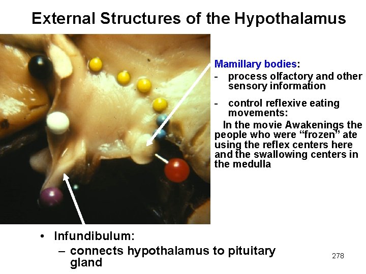 External Structures of the Hypothalamus Mamillary bodies: - process olfactory and other sensory information