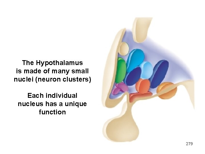 The Hypothalamus is made of many small nuclei (neuron clusters) Each individual nucleus has
