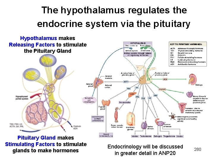 The hypothalamus regulates the endocrine system via the pituitary Hypothalamus makes Releasing Factors to