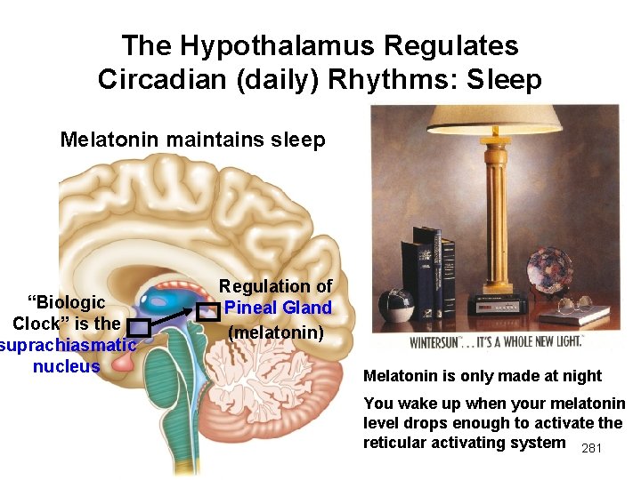 The Hypothalamus Regulates Circadian (daily) Rhythms: Sleep Melatonin maintains sleep “Biologic Clock” is the