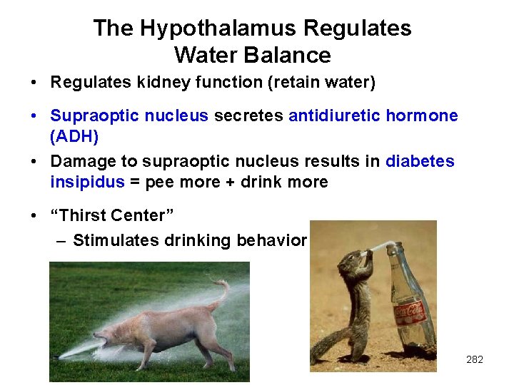 The Hypothalamus Regulates Water Balance • Regulates kidney function (retain water) • Supraoptic nucleus
