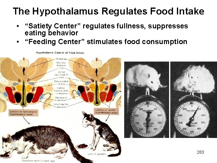 The Hypothalamus Regulates Food Intake • “Satiety Center” regulates fullness, suppresses eating behavior •