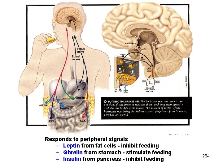 Responds to peripheral signals – Leptin from fat cells - inhibit feeding – Ghrelin