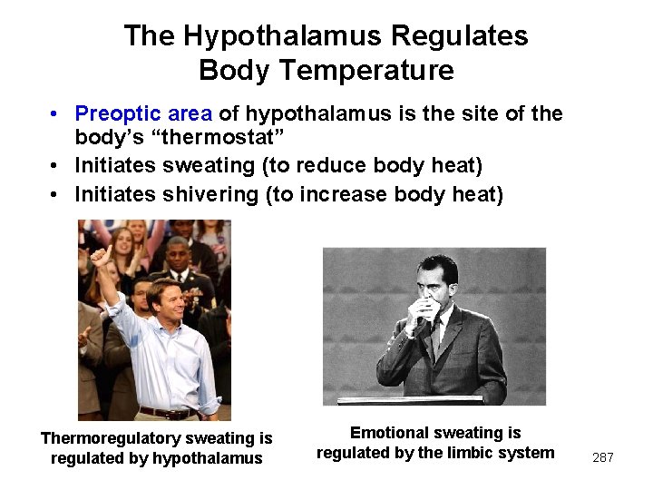 The Hypothalamus Regulates Body Temperature • Preoptic area of hypothalamus is the site of