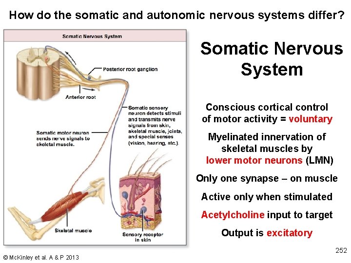 How do the somatic and autonomic nervous systems differ? Somatic Nervous System Conscious cortical