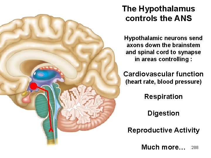 The Hypothalamus controls the ANS Hypothalamic neurons send axons down the brainstem and spinal