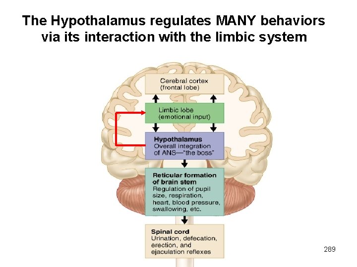 The Hypothalamus regulates MANY behaviors via its interaction with the limbic system 289 