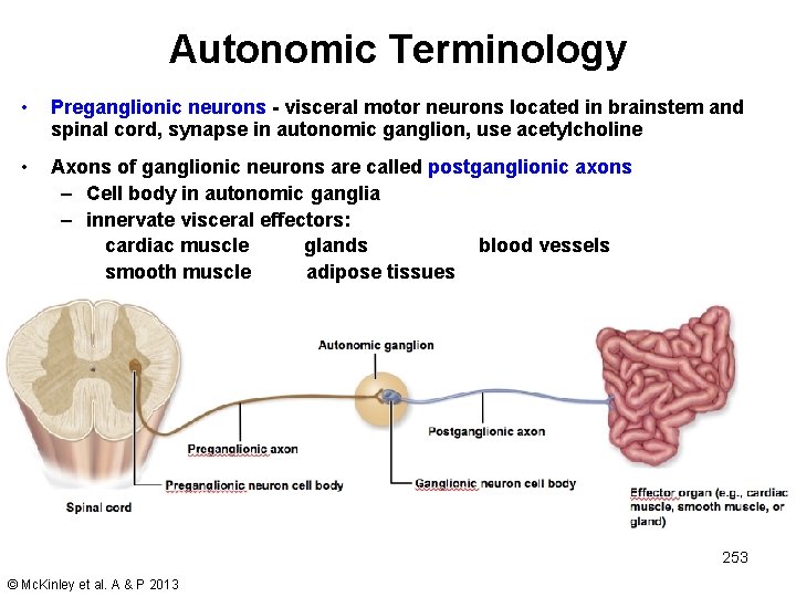 Autonomic Terminology • Preganglionic neurons - visceral motor neurons located in brainstem and spinal