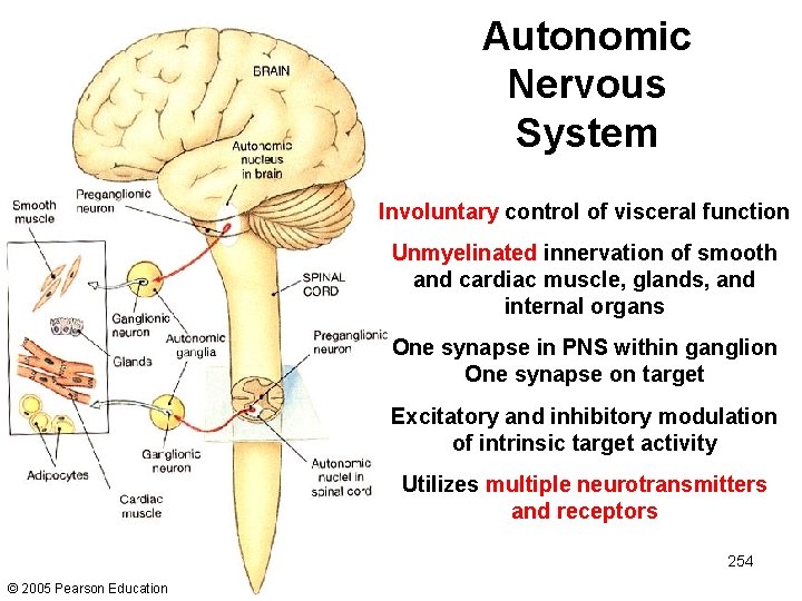 Autonomic Nervous System Involuntary control of visceral function Unmyelinated innervation of smooth and cardiac