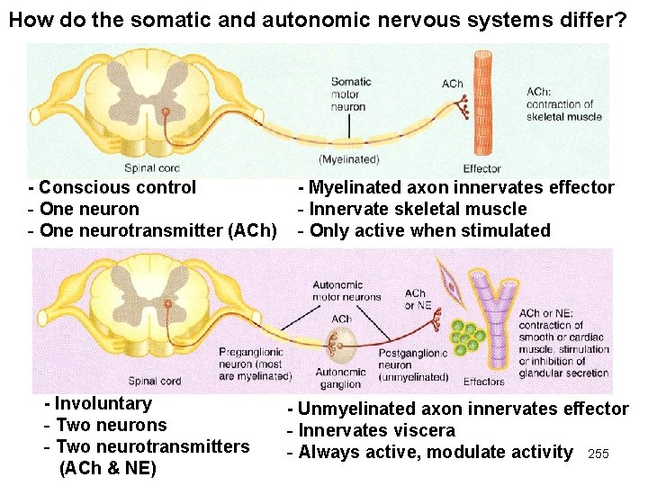 How do the somatic and autonomic nervous systems differ? - Conscious control - One