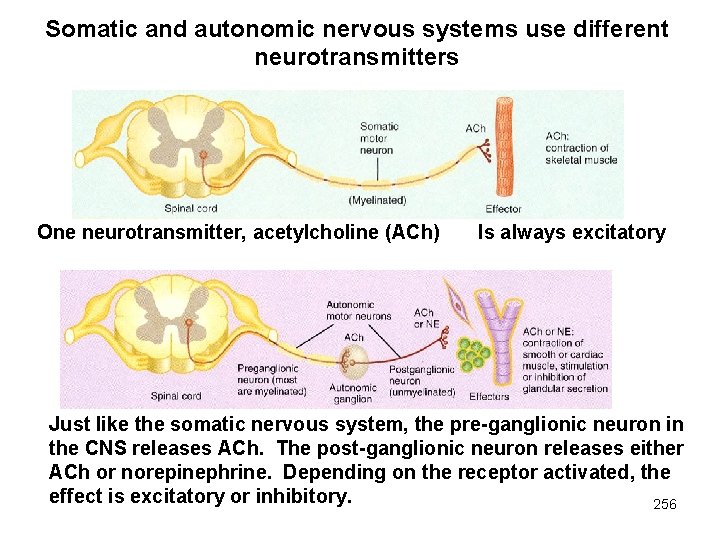 Somatic and autonomic nervous systems use different neurotransmitters One neurotransmitter, acetylcholine (ACh) Is always