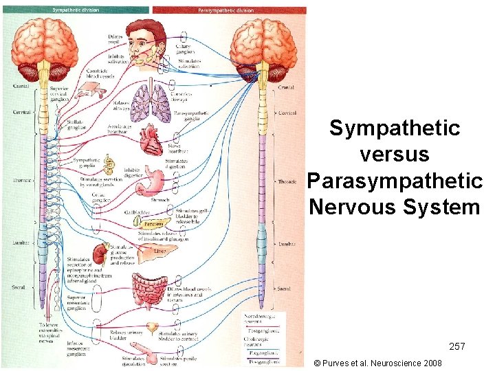 Sympathetic versus Parasympathetic Nervous System 257 © Purves et al. Neuroscience 2008 