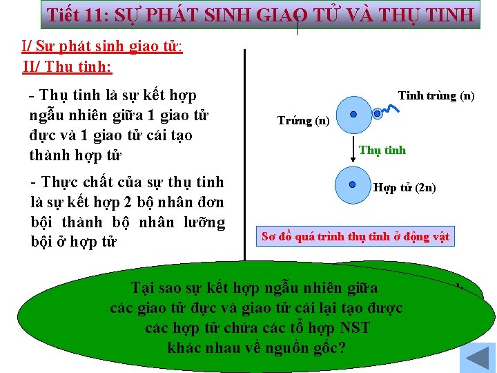 Tiết 11: SỰ PHÁT SINH GIAO TỬ VÀ THỤ TINH I/ Sự phát sinh