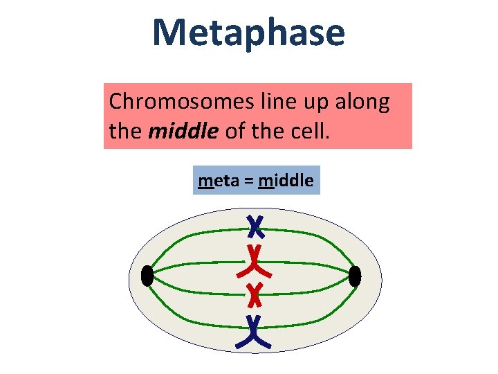 Metaphase Chromosomes line up along the middle of the cell. meta = middle 