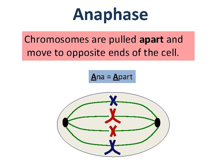 Anaphase Chromosomes are pulled apart and move to opposite ends of the cell. Ana