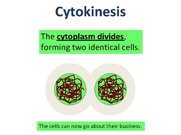 Cytokinesis The cytoplasm divides, forming two identical cells. The cells can now go about
