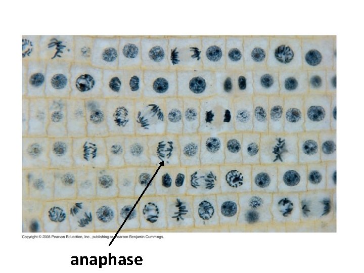 anaphase 