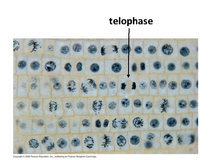 telophase 