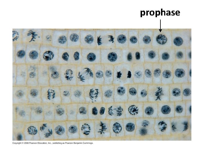 prophase 