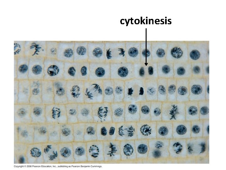 cytokinesis 