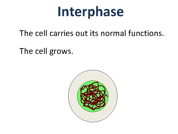 Interphase The cell carries out its normal functions. The cell grows. 