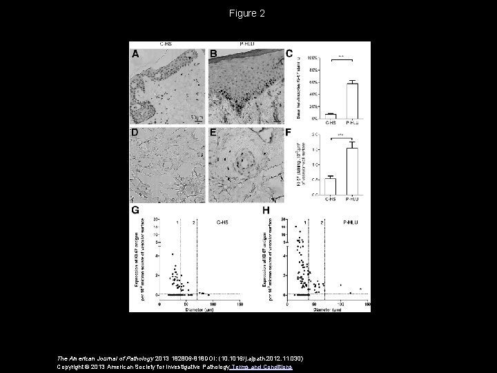 Figure 2 The American Journal of Pathology 2013 182806 -818 DOI: (10. 1016/j. ajpath.