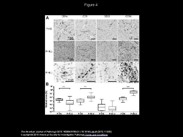 Figure 4 The American Journal of Pathology 2013 182806 -818 DOI: (10. 1016/j. ajpath.