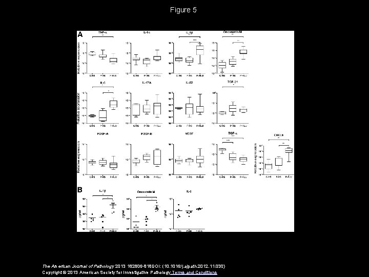 Figure 5 The American Journal of Pathology 2013 182806 -818 DOI: (10. 1016/j. ajpath.