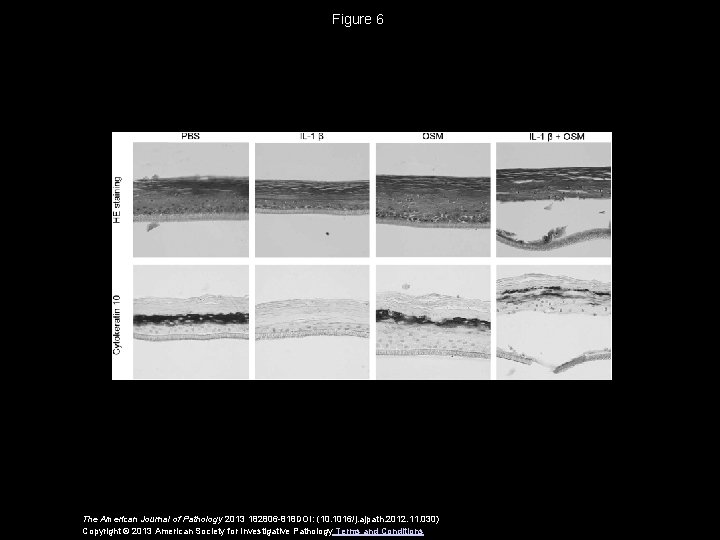 Figure 6 The American Journal of Pathology 2013 182806 -818 DOI: (10. 1016/j. ajpath.