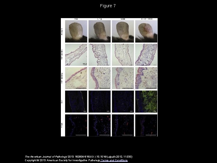 Figure 7 The American Journal of Pathology 2013 182806 -818 DOI: (10. 1016/j. ajpath.