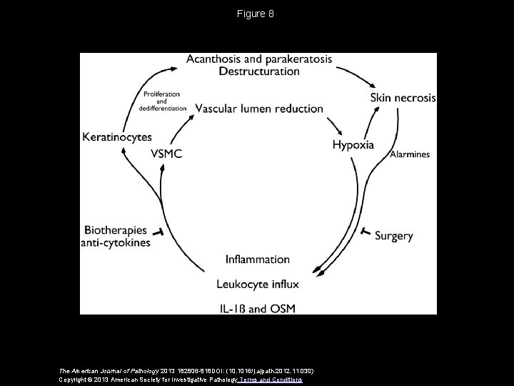 Figure 8 The American Journal of Pathology 2013 182806 -818 DOI: (10. 1016/j. ajpath.