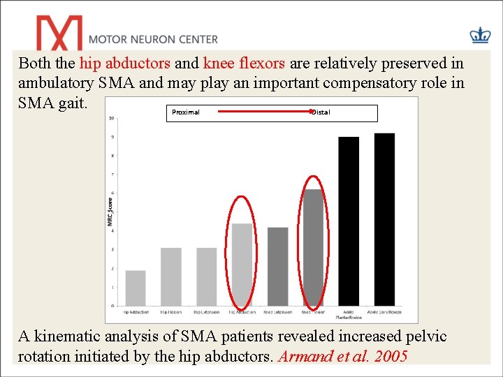 Both the hip abductors and knee flexors are relatively preserved in ambulatory SMA and