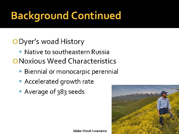 Exploring the invasion potential of Dyers woad Isatis