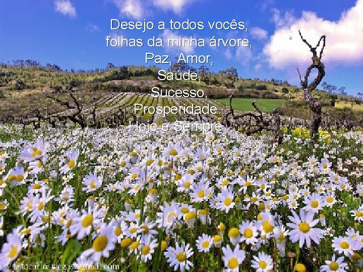 Desejo a todos vocês, folhas da minha árvore, Paz, Amor, Saúde, Sucesso, Prosperidade. .