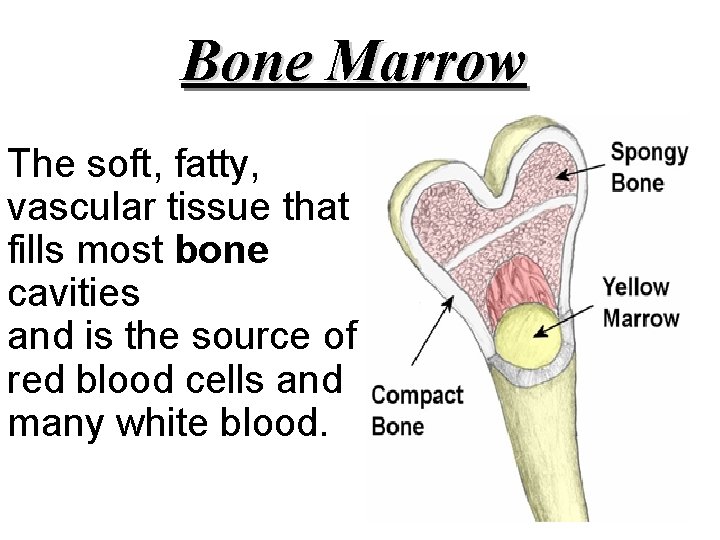 Bone Marrow The soft, fatty, vascular tissue that fills most bone cavities and is
