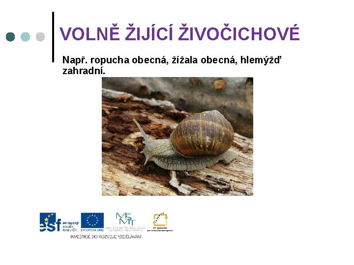 VOLNĚ ŽIJÍCÍ ŽIVOČICHOVÉ Např. ropucha obecná, žížala obecná, hlemýžď zahradní. 