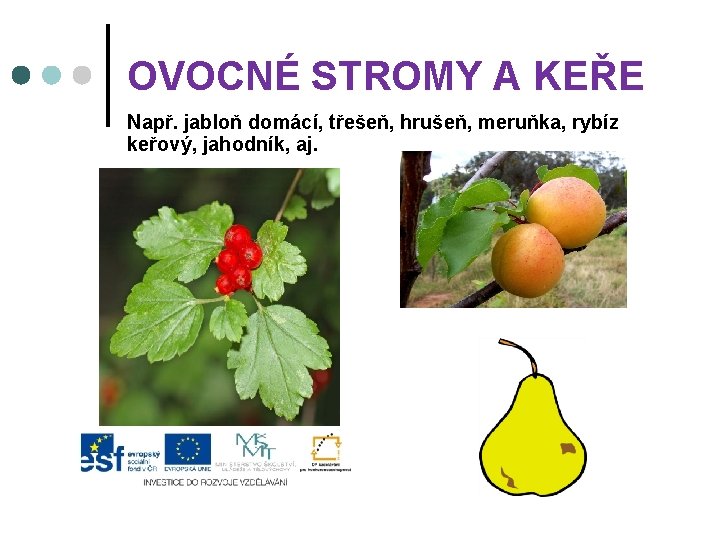 OVOCNÉ STROMY A KEŘE Např. jabloň domácí, třešeň, hrušeň, meruňka, rybíz keřový, jahodník, aj.