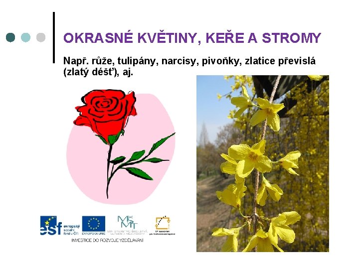 OKRASNÉ KVĚTINY, KEŘE A STROMY Např. růže, tulipány, narcisy, pivoňky, zlatice převislá (zlatý déšť),