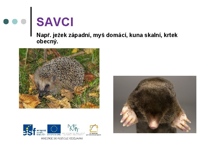 SAVCI Např. ježek západní, myš domácí, kuna skalní, krtek obecný. 