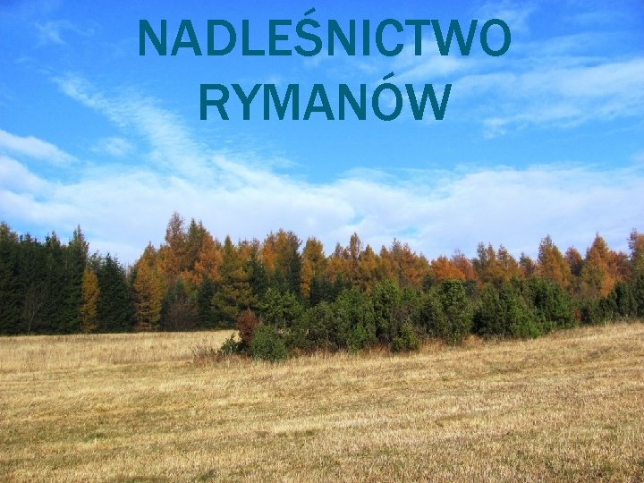 NADLEŚNICTWO RYMANÓW 