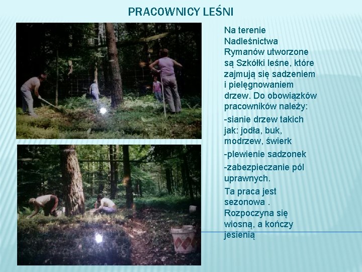 PRACOWNICY LEŚNI Na terenie Nadleśnictwa Rymanów utworzone są Szkółki leśne, które zajmują się sadzeniem