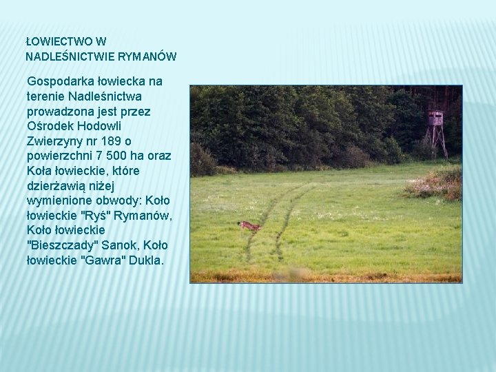 ŁOWIECTWO W NADLEŚNICTWIE RYMANÓW Gospodarka łowiecka na terenie Nadleśnictwa prowadzona jest przez Ośrodek Hodowli