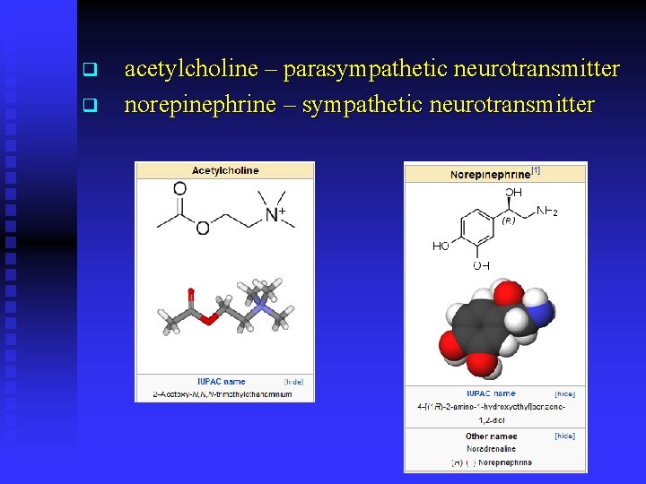 q q acetylcholine – parasympathetic neurotransmitter norepinephrine – sympathetic neurotransmitter 