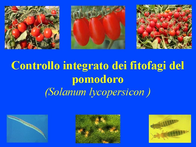 Controllo integrato dei fitofagi del pomodoro (Solanum lycopersicon ) 