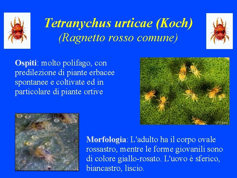 Tetranychus urticae (Koch) (Ragnetto rosso comune) Ospiti: Ospiti molto polifago, con predilezione di piante