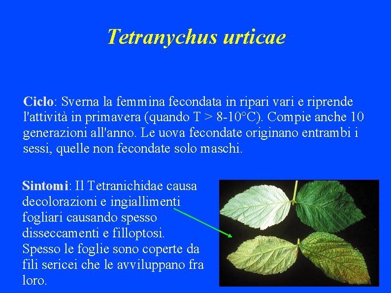 Tetranychus urticae Ciclo: Ciclo Sverna la femmina fecondata in ripari vari e riprende l'attività